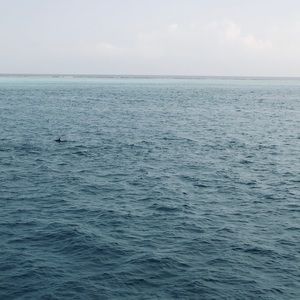 Meet your Posher, Nilam